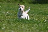 JACK RUSSEL 128